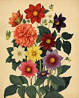 サミュエル・カーティスの" The Beauties of Flora " (1818)の図版