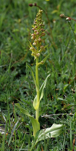 Groene nachtorchis