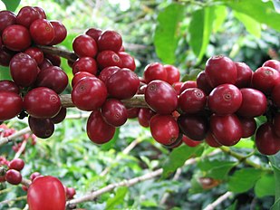 Red Catucaí Coffee detail, a variety of Coffea arabica, Matipó City, Minas Gerais State, Brazil