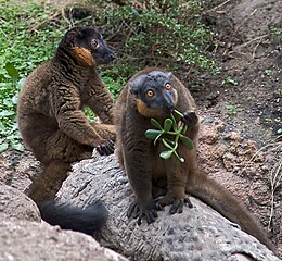 Collared Brown Lemur Eulemur collaris Bronx Zoo cropped.jpg