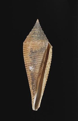 Conasprella insculpta