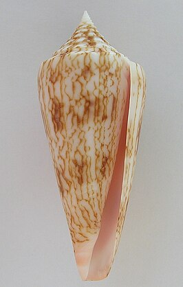 Conus neptunus