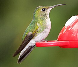 female, near Monteverde, Costa Rica