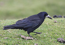 Corvus frugilegus - Дартмур, Девон, Англия-8.jpg