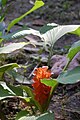 Curcuma roscoeana