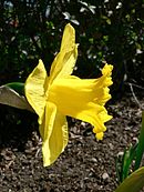 Daffodil plant.jpg