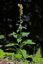 Digitalis grandiflora (big-flowered foxglove)