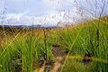 The grasses in the heathland and chaparral zones can grow very tall. They often burn, despite the ground usually being waterlogged.