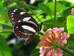 False Zebra Longwing.jpg