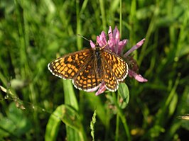 Mellicta aurelia