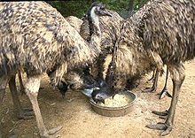 Farmed Emu at Virginia's Emu Marketing Cooperative near Warrenton, Virginia, US.