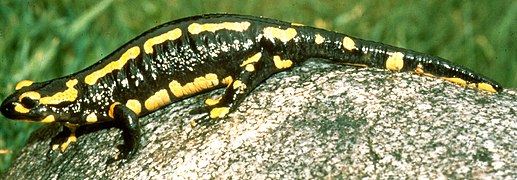 Salamandra – symbol parku