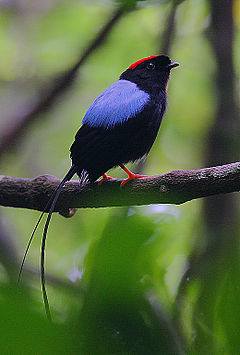 Description de l'image Flickr - Rainbirder - Long-tailed Manakin (Chiroxiphia linearis).jpg.