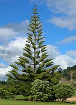 Miniatura para Araucaria heterophylla