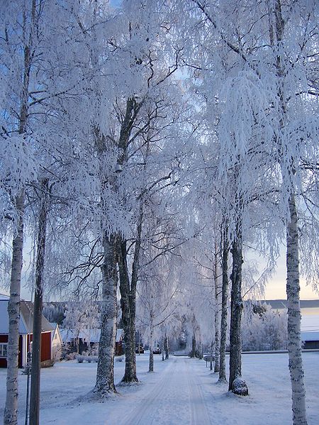 Image:Frozen trees.jpg