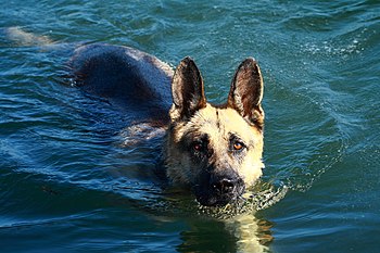 A German Shepherd Dog (Alsatian) swimming.