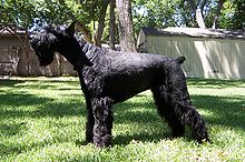 A standing black dog with dense, wavy fur, a distinct 'beard' and eyebrows, a docked tail, and cropped ears, facing to the left.