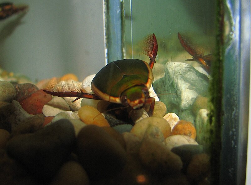 Giant Predaceous Diving Beetle courtesy wikimedia.org