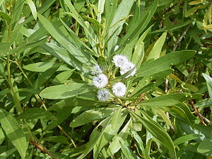 Globularia salicina uun Puntallana üüb La Palma