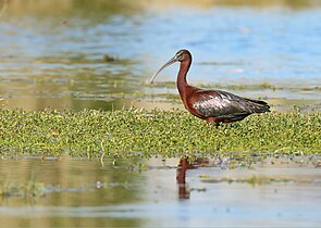 Crni ibis u močvari, Kalar Kahar, Pakistan