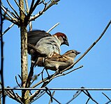 Grasparv (Passer domesticus) - Ystad-2024.jpg