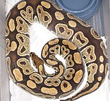 Gravid Ball Python.jpg