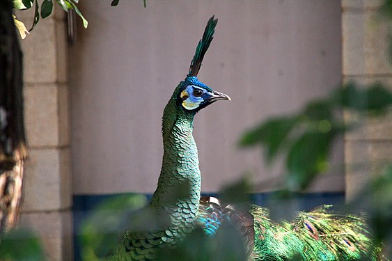 Ĉe Ueno Zoo