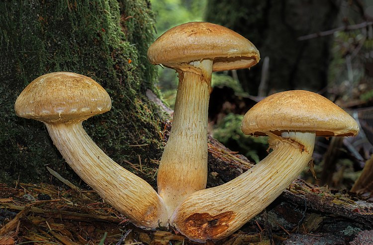 Гриб гимнопил (Gymnopilus viridans)