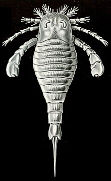 Haeckel Eurypterus tetragonophthalmus.jpg