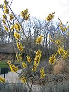 Hamamelis mollis