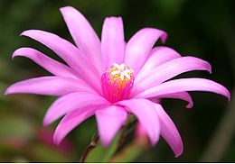 Tikrasis plokštenis (Schlumbergera truncata)