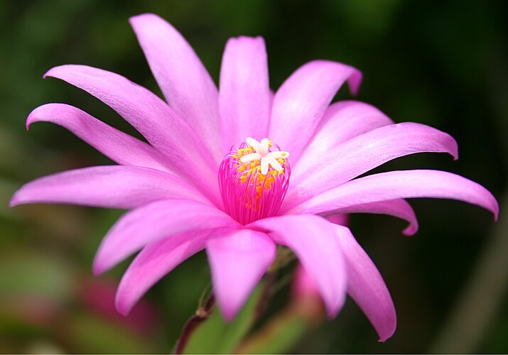 Цветок гибридного кактуса «декабрист» (Schlumbergera truncata или Zygocactus truncatus)