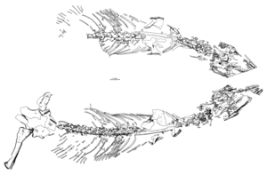 Heleosaurus scholtzi(Carroll, 1976) 완전모식표본 표본의 그림.