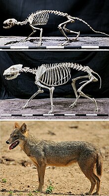 Representatives of three canid subfamilies: Hesperocyon (Hesperocyoninae), Aelurodon (Borophaginae) and Canis aureus (Caninae) Hesperocyoninae, Borophaginae & Caninae.jpg