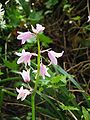 Hyacinthoides ×massartiana pink