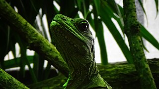 Hydrosaurus weberi - Ménagerie du jardin des plantes - Paris/France