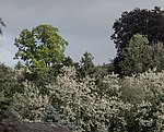 Winterlinde (Tilia cordata)