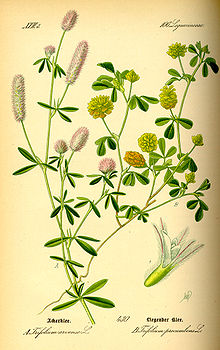 http://upload.wikimedia.org/wikipedia/commons/thumb/6/6a/Illustration_Trifolium_campestris0.jpg/220px-Illustration_Trifolium_campestris0.jpg