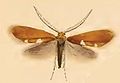 Incurvaria masculella (Incurvariidae)