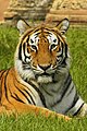 India tiger.jpg