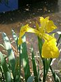 Iris pseudacorus flower