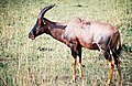 Topi (Damaliscus lunatus topi) a kenyai Masai Mara Nemzeti Rezervátumban