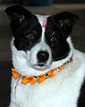 A dog with flower garlands on his neck