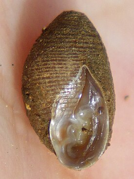 Laemodonta siamensis