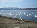 Whooper Swans at Lake Kussharo