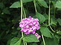 Lantana montevidensis