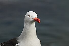 Larus-scoresbii.jpg