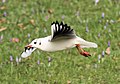 Lachmöwe (Larus ridibundus)