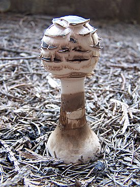 Chlorophyllum brunneum