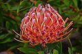 Leucospermum Cultivar